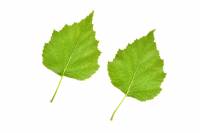Bouleau verruqueux - feuilles (Betula pendula)
